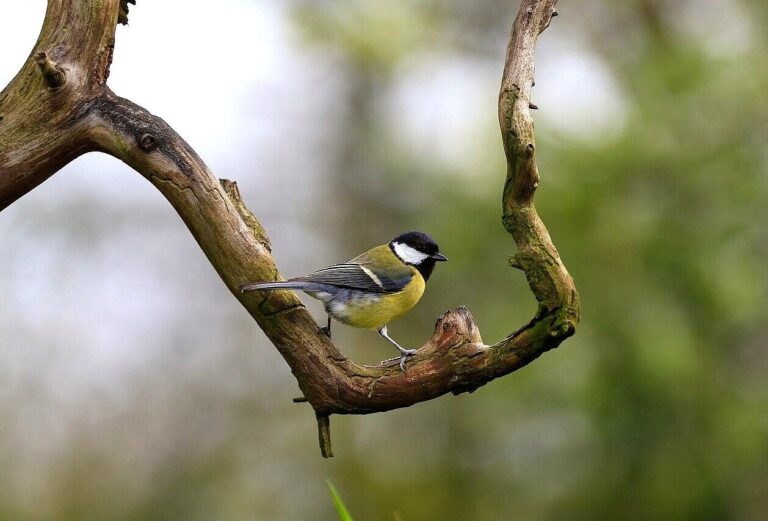 Vogelfreundliches Bauen mit Glas